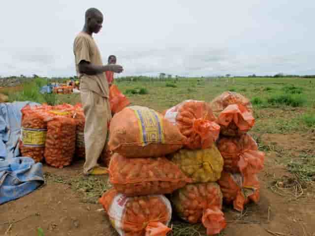 agriculture Guinée FIDA