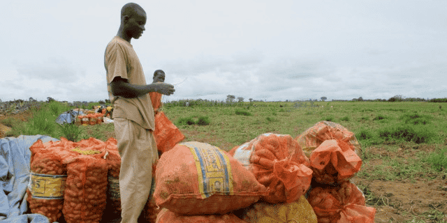 agriculture Guinée FIDA
