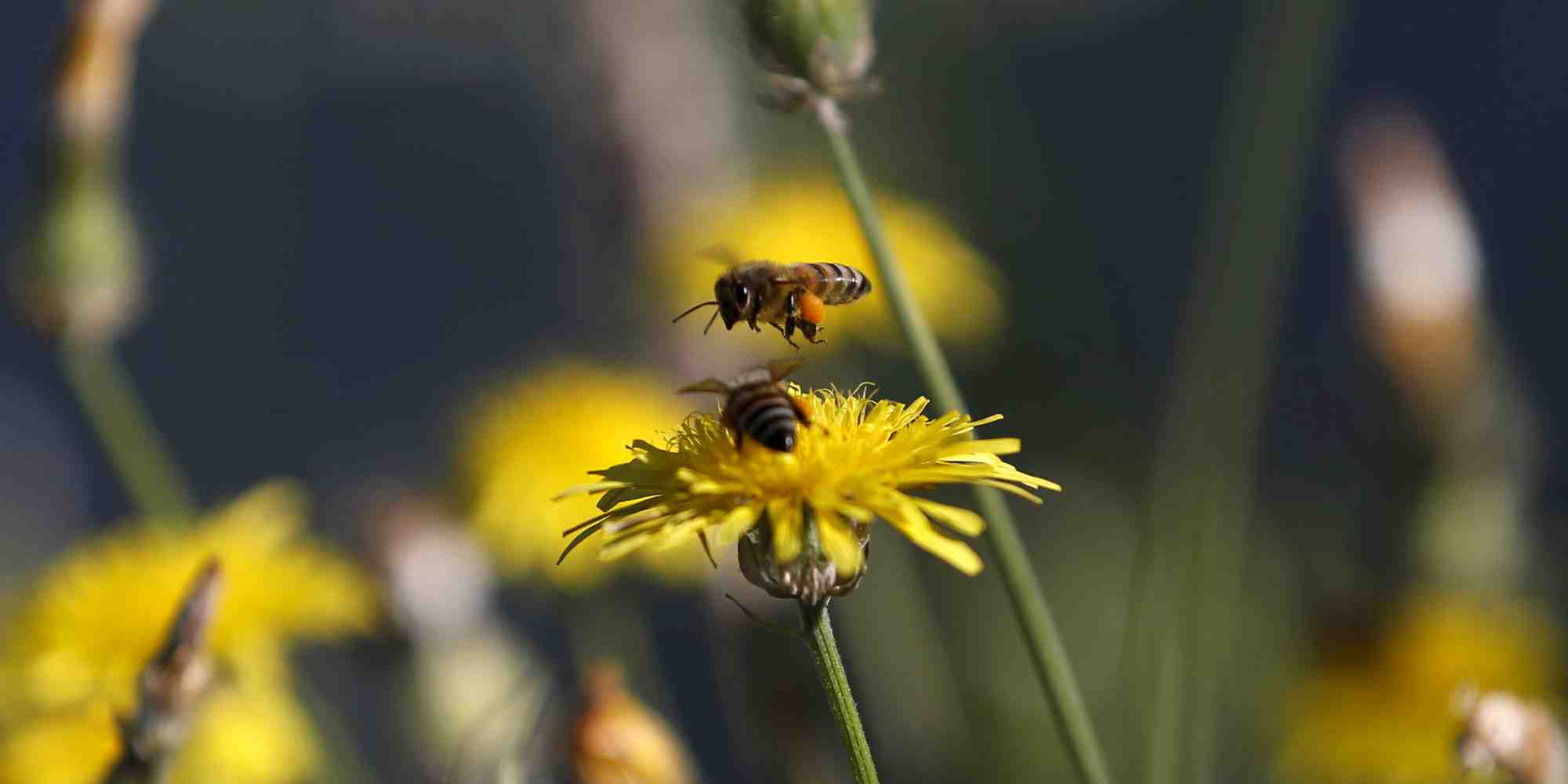 La biodiversité est en grave danger, mais les États ne s'accordent toujours pas sur comment la protéger.
