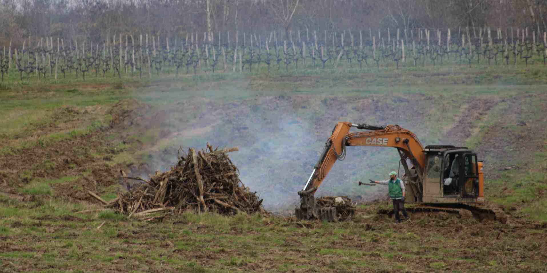 Dans le Bordelais, la campagne d'arrachage a débuté au printemps 2024 et devrait aboutir à la destruction de 8.000 hectares de vigne dès cette année.