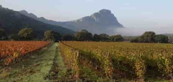 L'appellation du Pic Saint Loup, fleuron viticole de l'Hérault