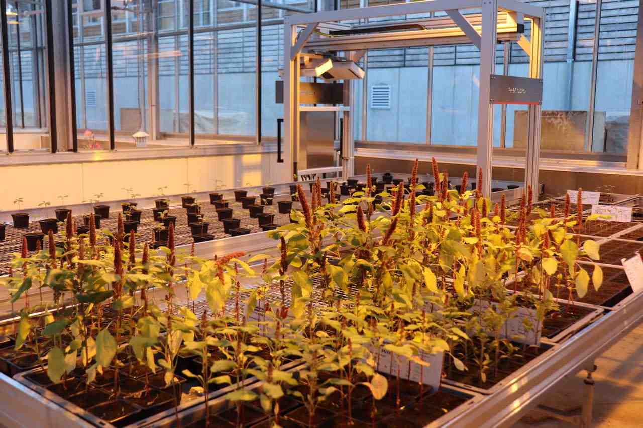 Micropep Technologies avance sur la commercialisation prochaine de son alternative aux pesticides pour l'agriculture.