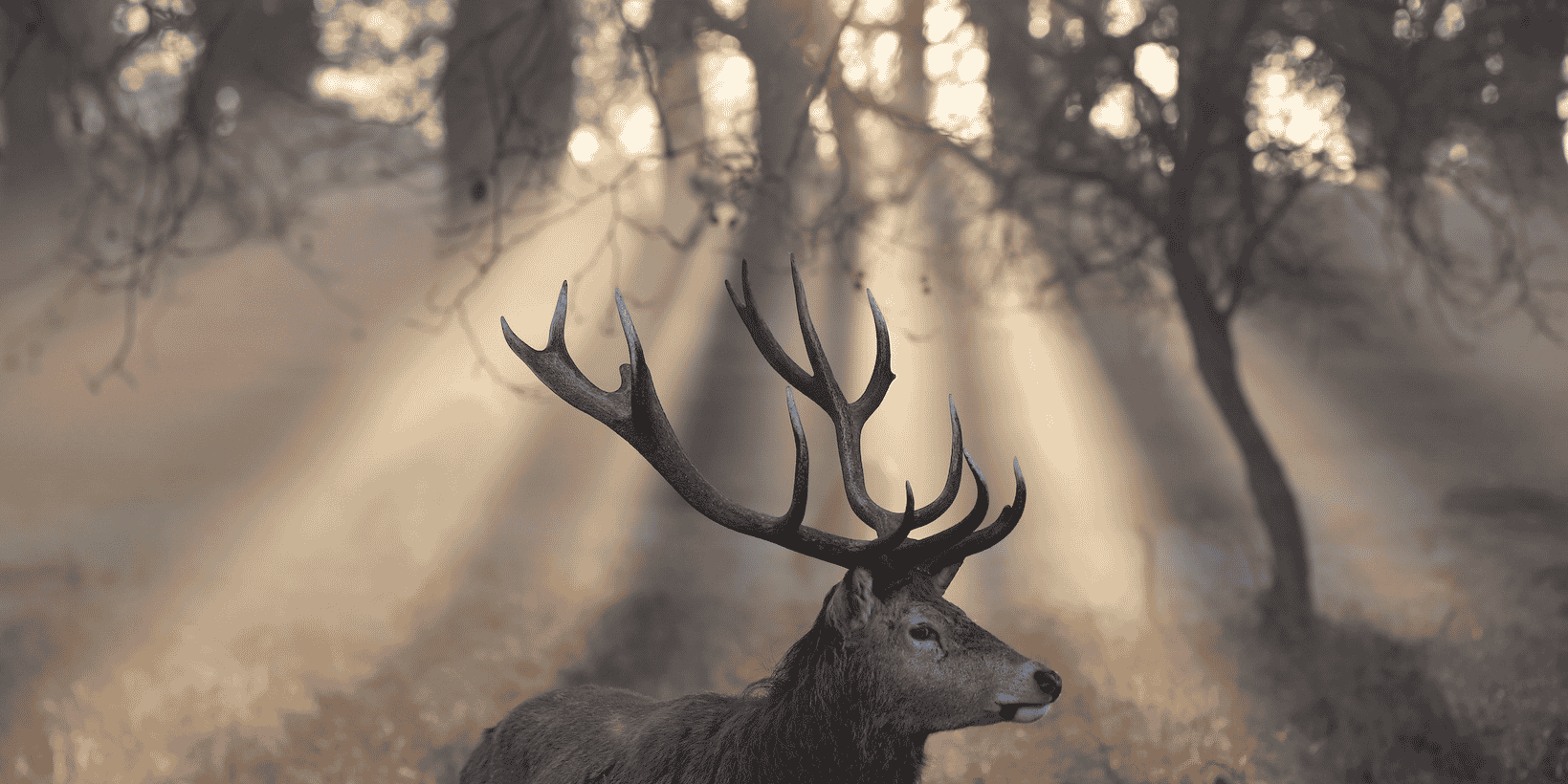 animal