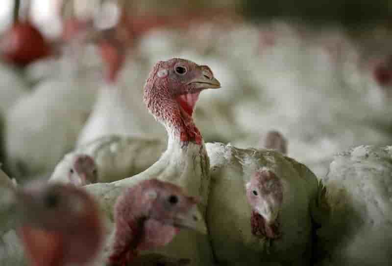 16.000 dindes vont etre abattues a cause de la grippe aviaire en allemagne