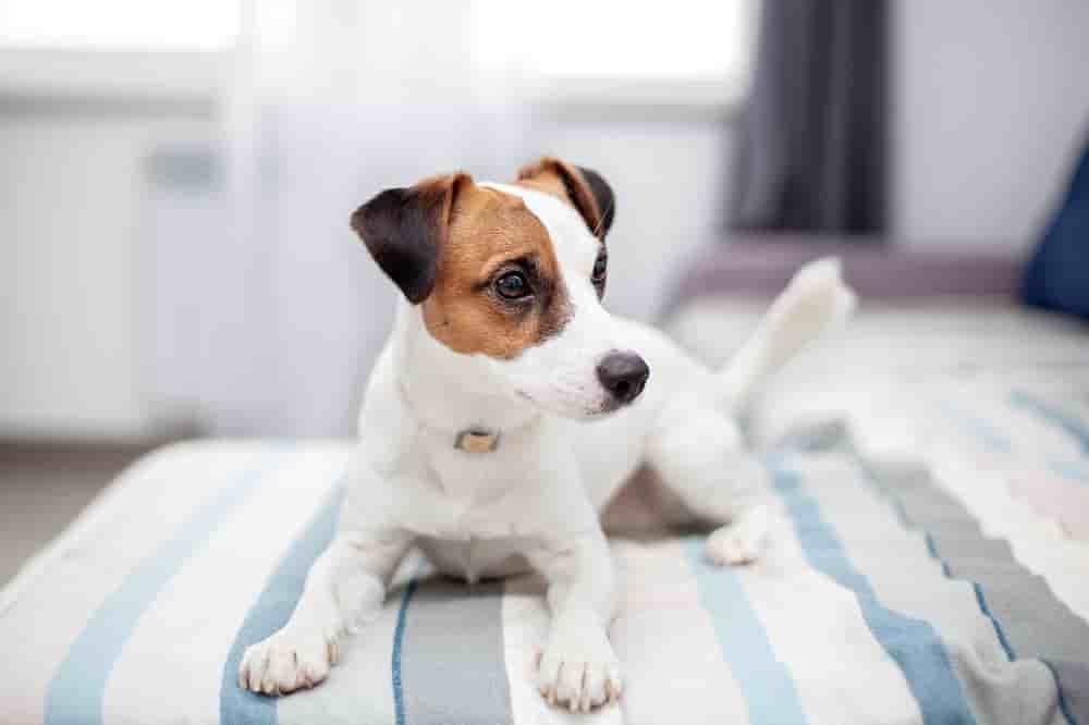 Assurance animaux