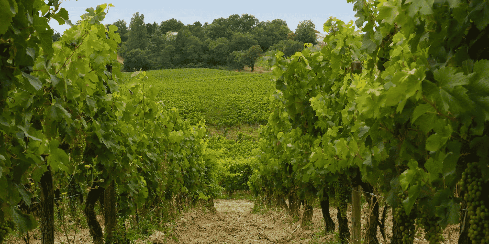 8.000 hectares de vignes seront arrachés d'ici le 31 mai dans le vignoble bordelais.