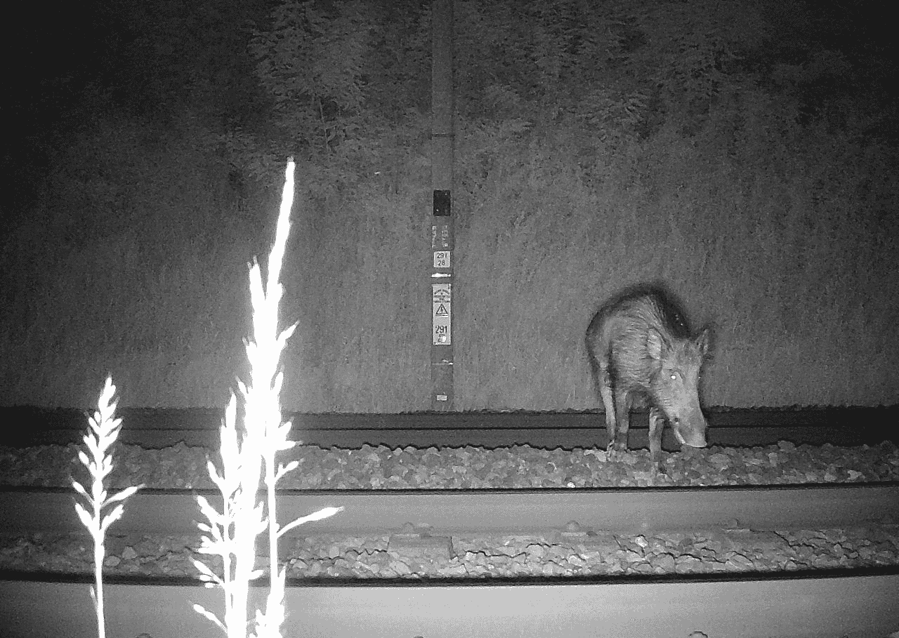 Un piège photo repère un sanglier traversant une voie en Normandie