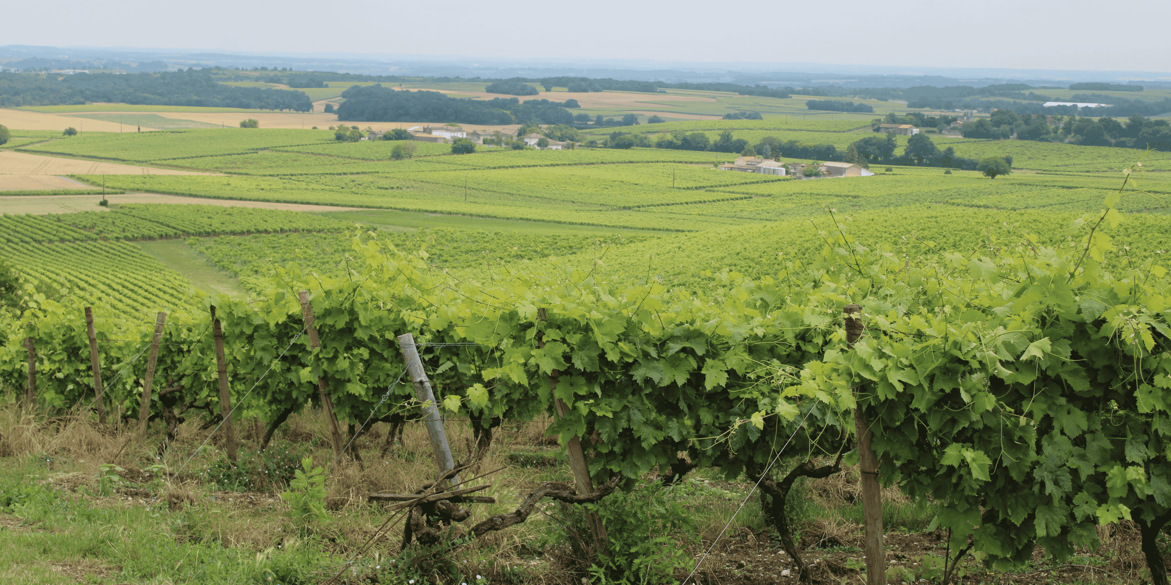 vignes cognac