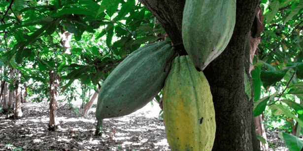 cacao cacaoyer
