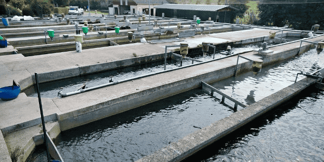pisciculture poisson élevage
