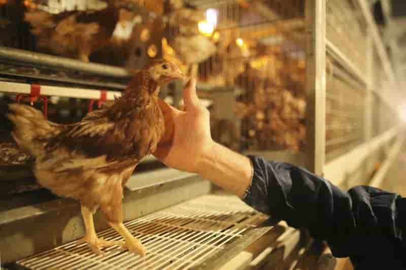 Pas de contamination au fipronil dans les elevages francais
