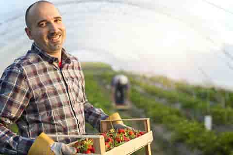 producteur de fraises