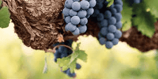 Le projet de recherche ESBAC porté par l'Université de Montpellier vise à mettre au point, avec l’entreprise bretonne Antofenol, des antifongiques naturels issus de sarments de vigne broyés afin de limiter la dégradation des aliments post-récoltes.