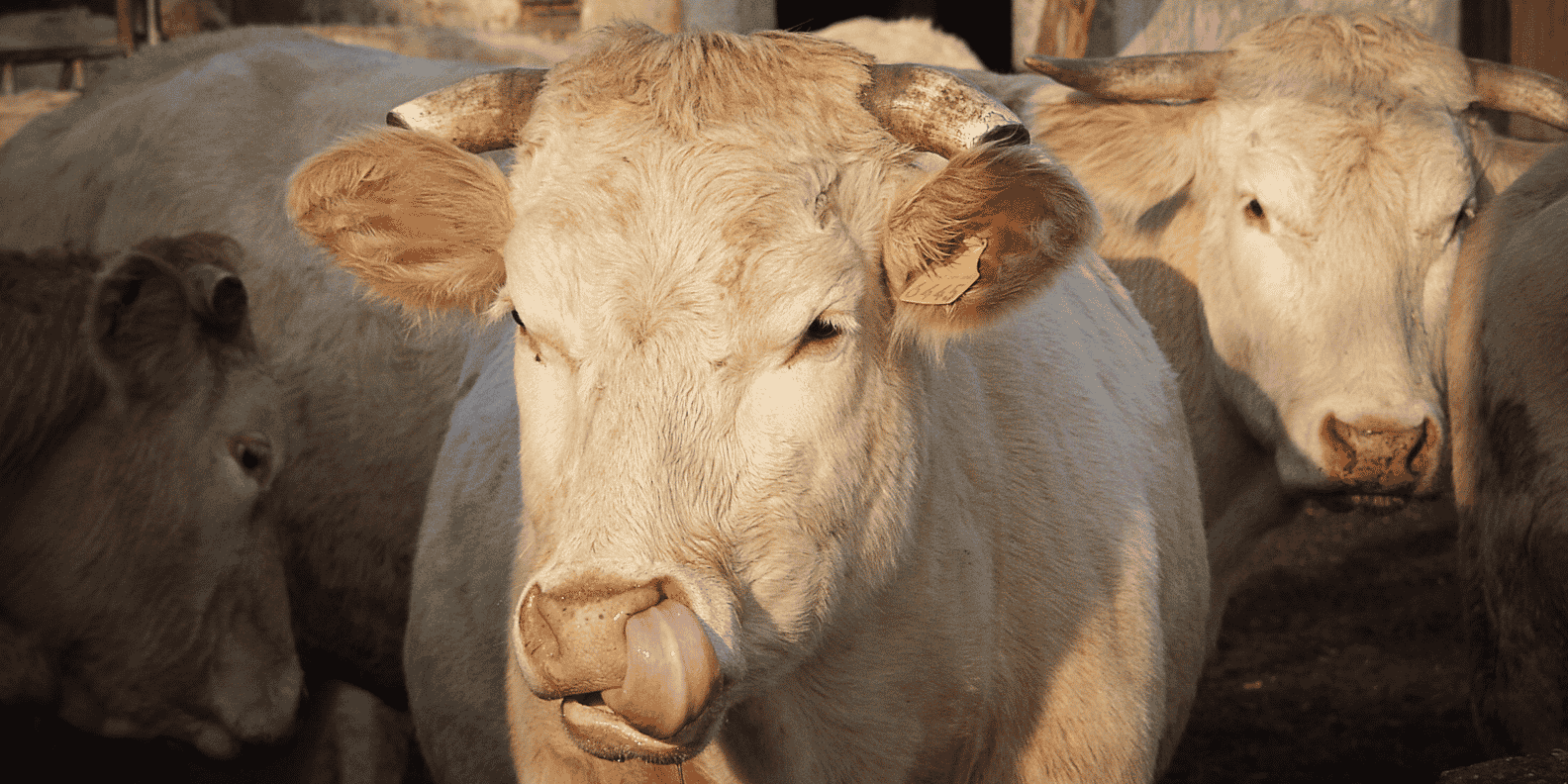 L'activité de production de viande représente 101,40 millions d'euros, soit près de 10 % du chiffre d'affaires du groupe pour l'exercice 2021-2022