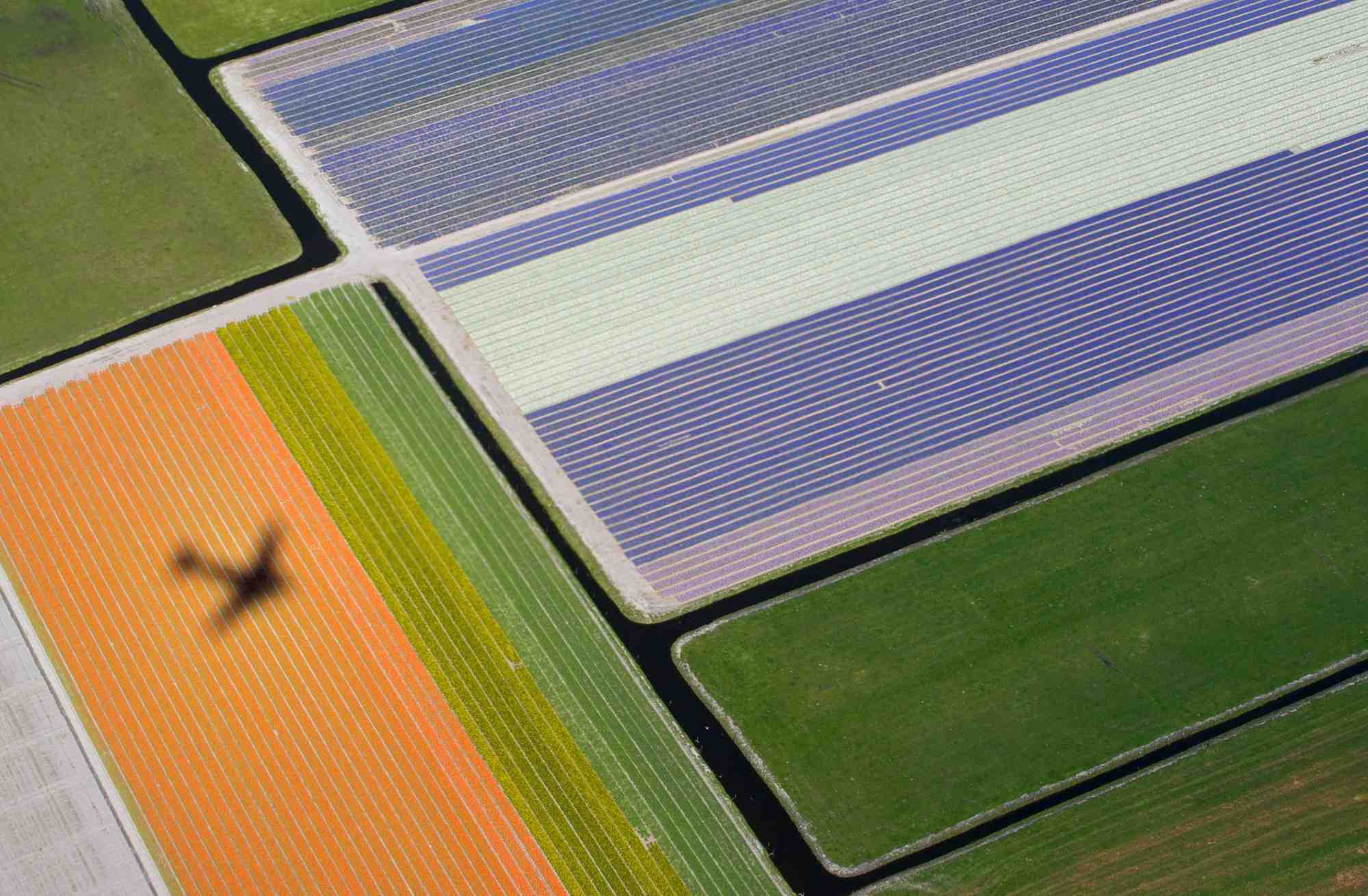Vue aerienne des champs de fleurs pres du parc keukenhof