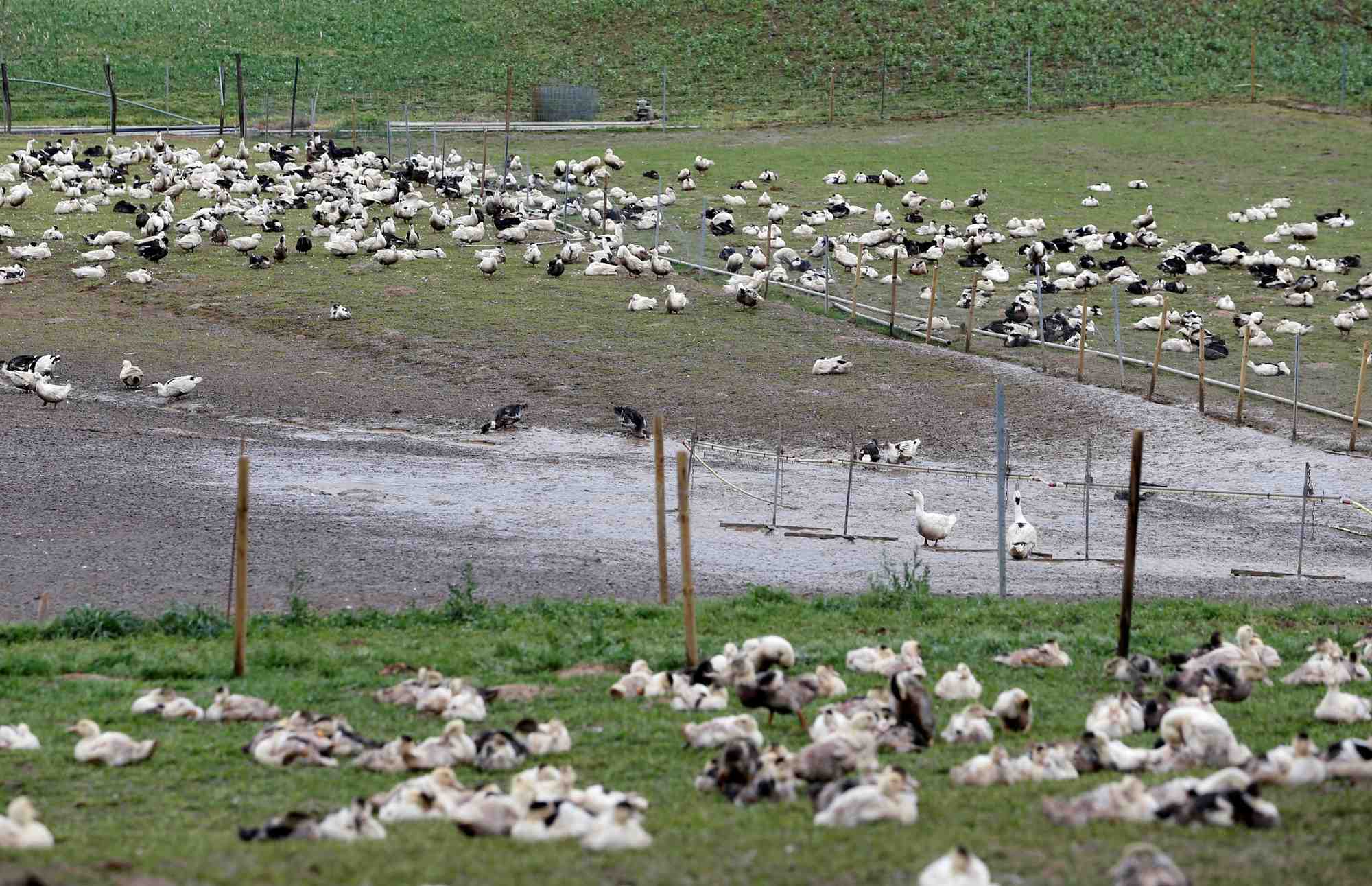 Le foie gras de Noël est-il menacé par un nouveau risque de grippe aviaire en France ?
