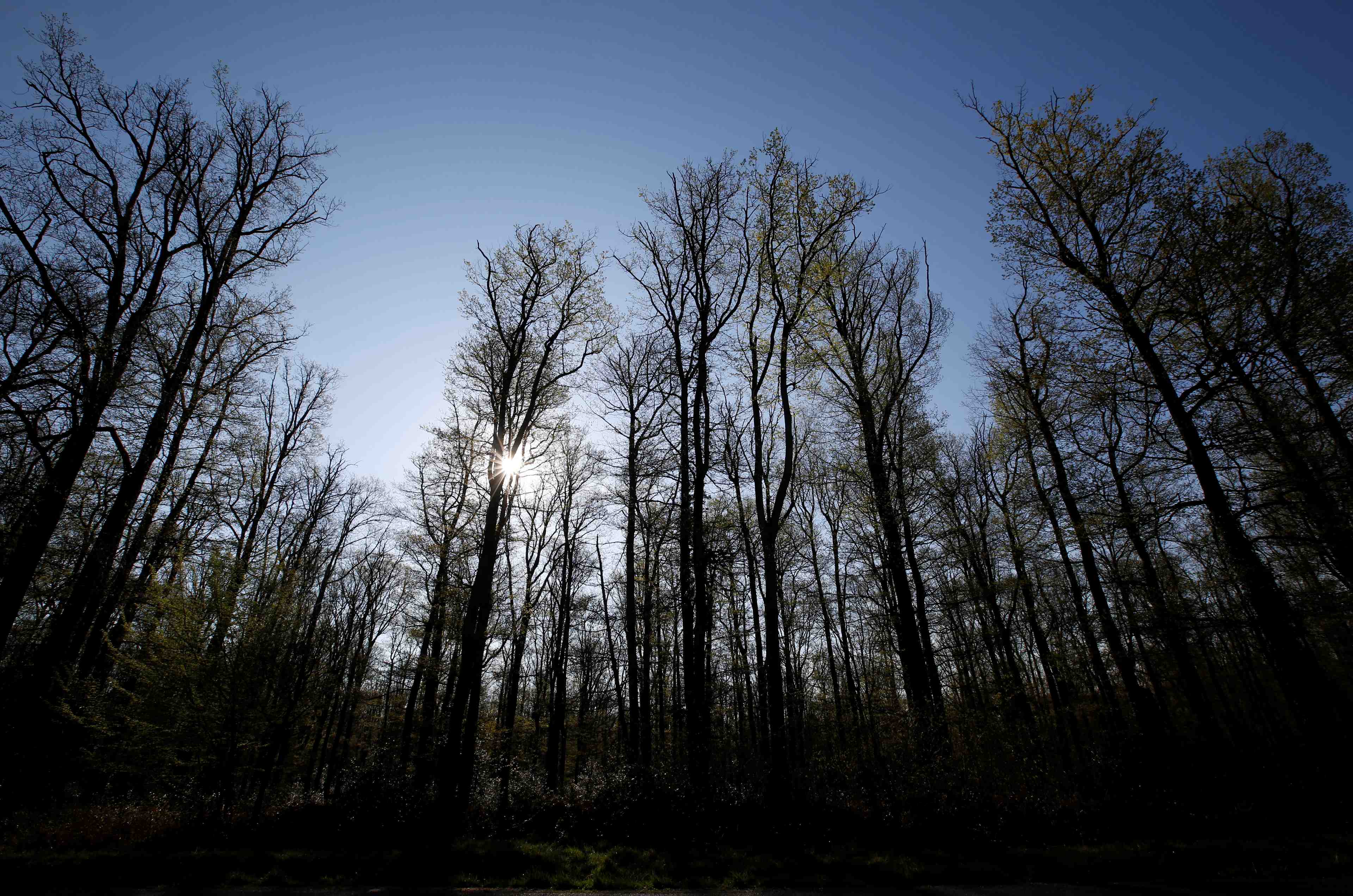 A arbas, la premiere foret cineraire de france