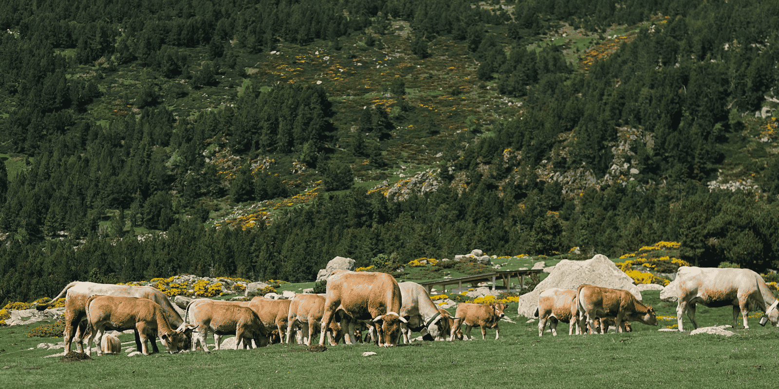 Elevage dans les Pyrénées-Orientales