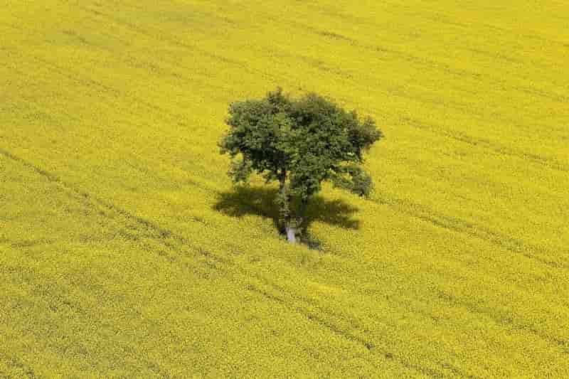 Aujourd'hui, en France, Bayer propose cinq produits, destinées à l'arboriculture, à la viticulture, au maraîchage, mais aussi aux cultures de colza, betteraves, pommes de terre, tournesol.