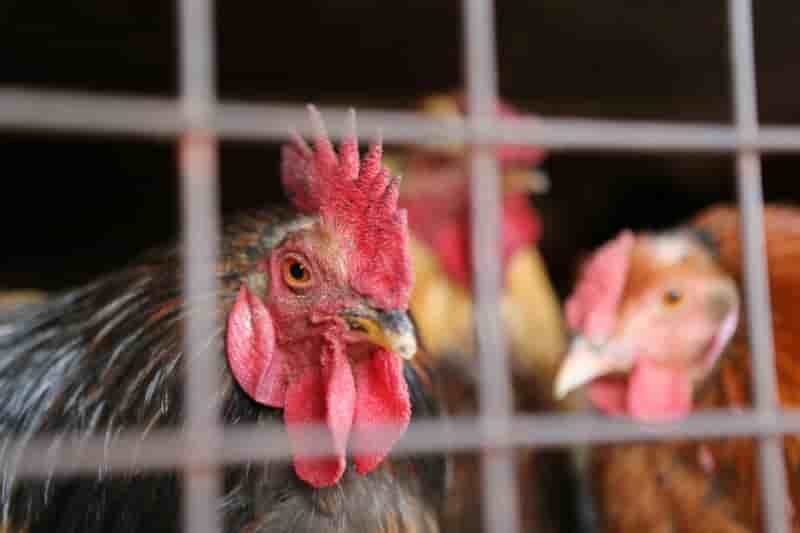 Grippe aviaire: la chine veut fermer les marches a la volaille
