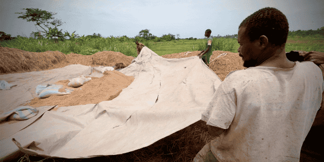 riz agriculture cote d'ivoire