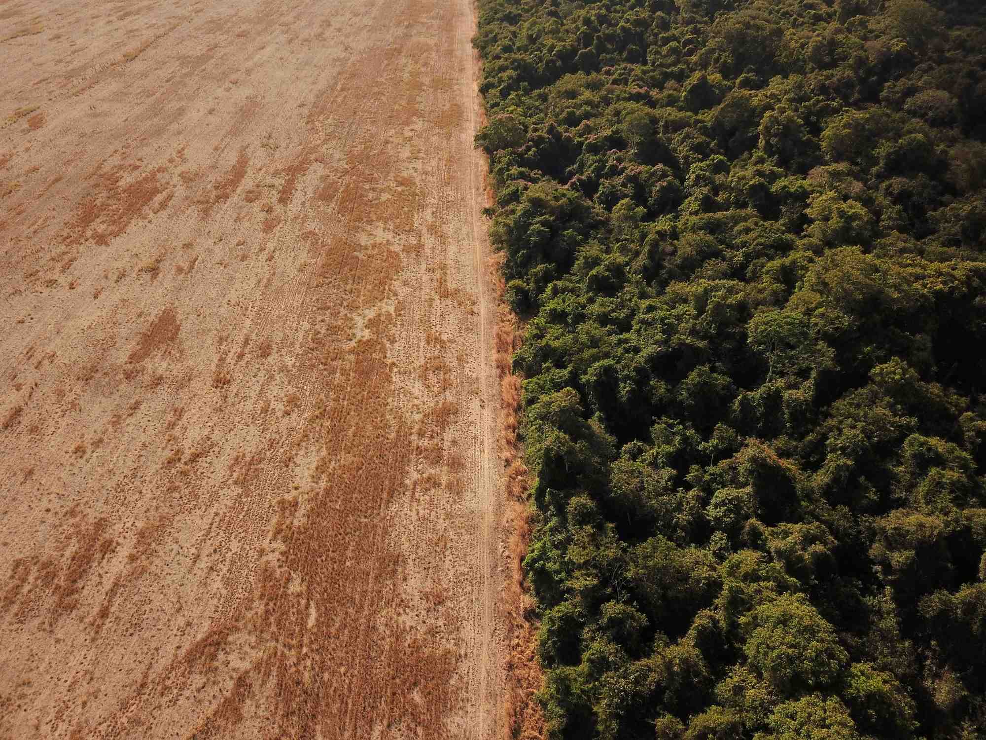 Les pertes forestieres en 2021 menacent les objectifs climatiques mondiaux