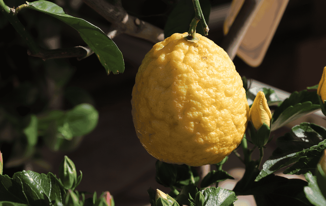Citron de Menton