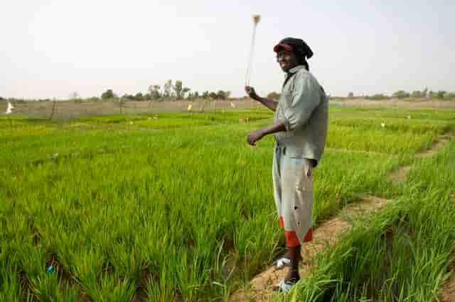 Riz Sénégal agriculture