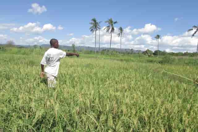 tanzanie fermier agriculture foncier