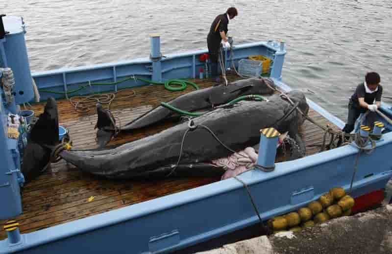 Le Japon va continuer à chasser la baleine dans le Pacifique