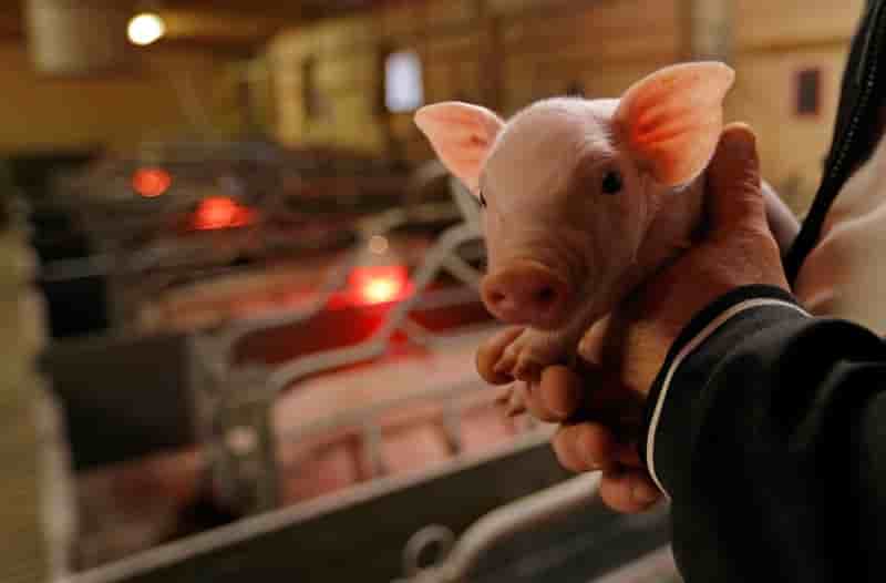 Le kilogramme de porc toujours sous 1,40 euro