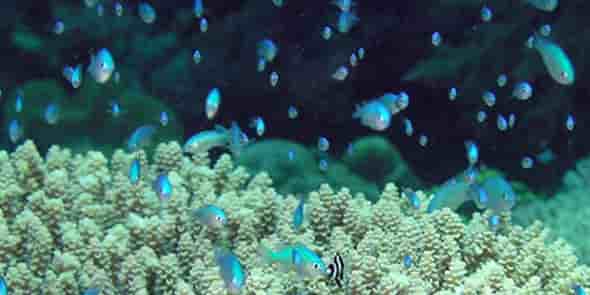 SM2 Solutions Marines oeuvre pour la restauration de la biodiversité marine