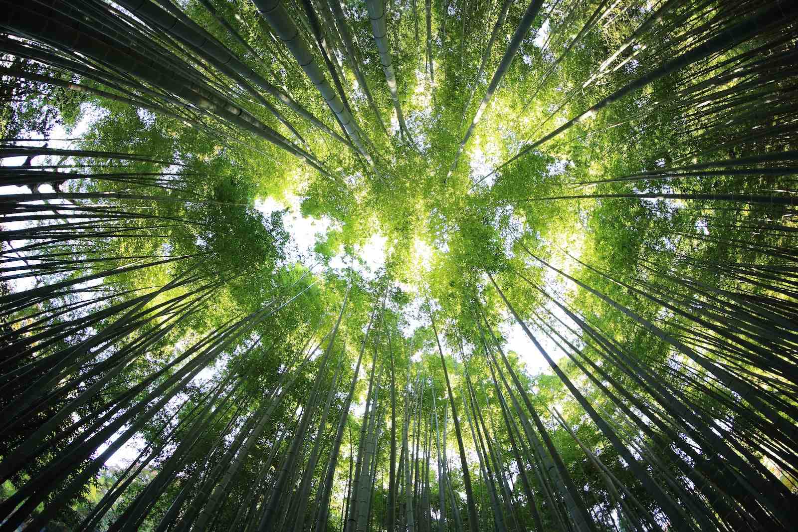 Bamboo for life