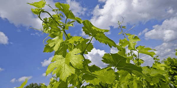 vignes vin