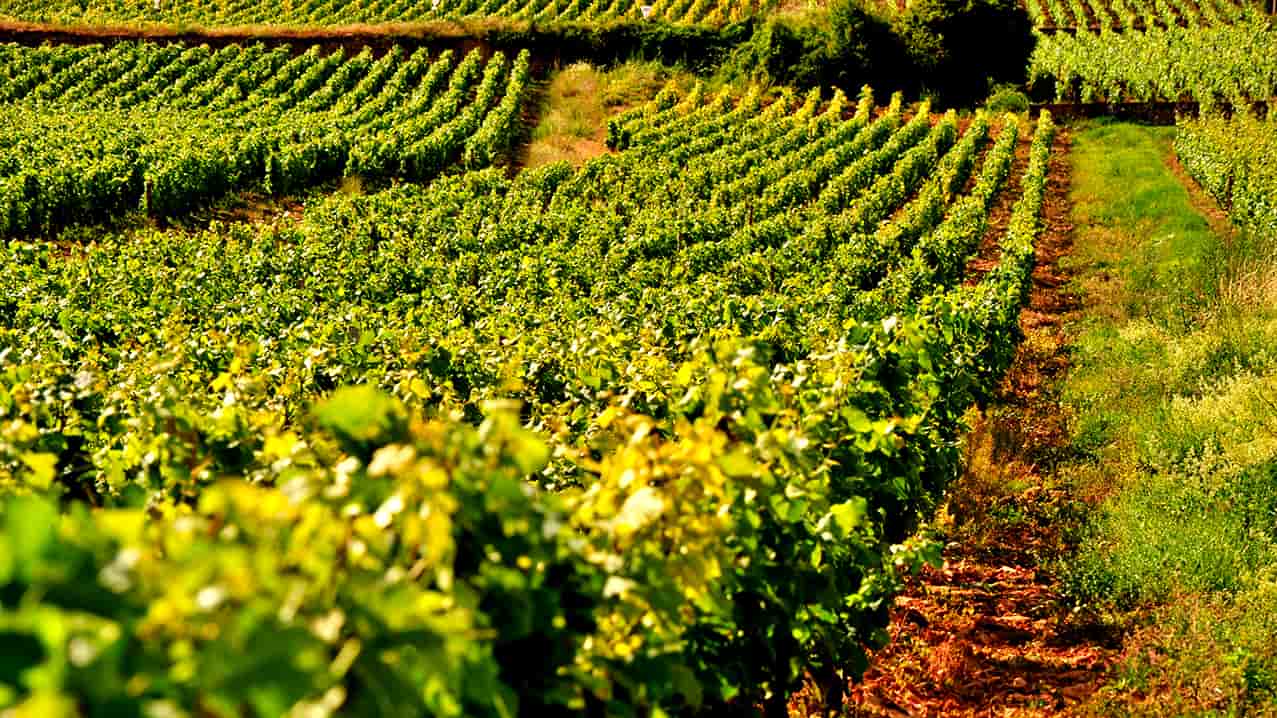 Le Corton Renardes du Domaine Maldant-Pauvelot est un Grand Cru de Bourgogne @Thibault Liger-Belair HD
