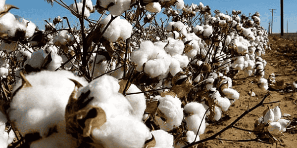 coton