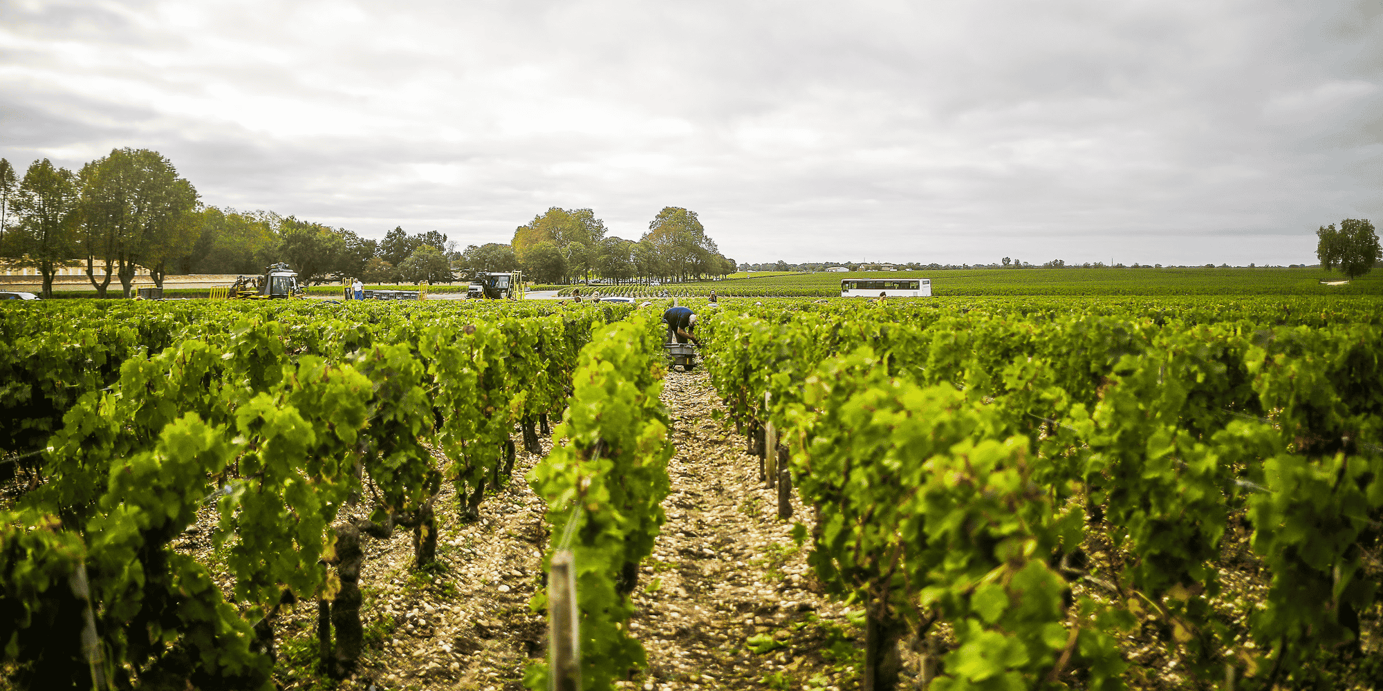 Une parcelle de vigne dans le Médoc.
