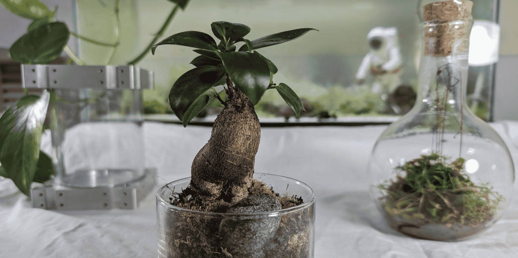 La jeune start-up travaille à fabriquer des terrariums qui pourront être envoyés en orbite autour de la Terre.