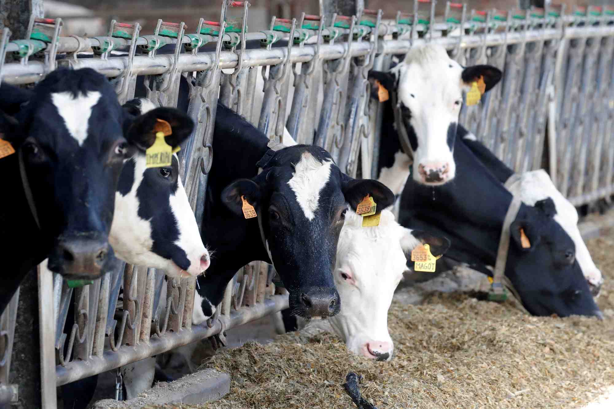 Vaches dans une ferme laitiere a lizines