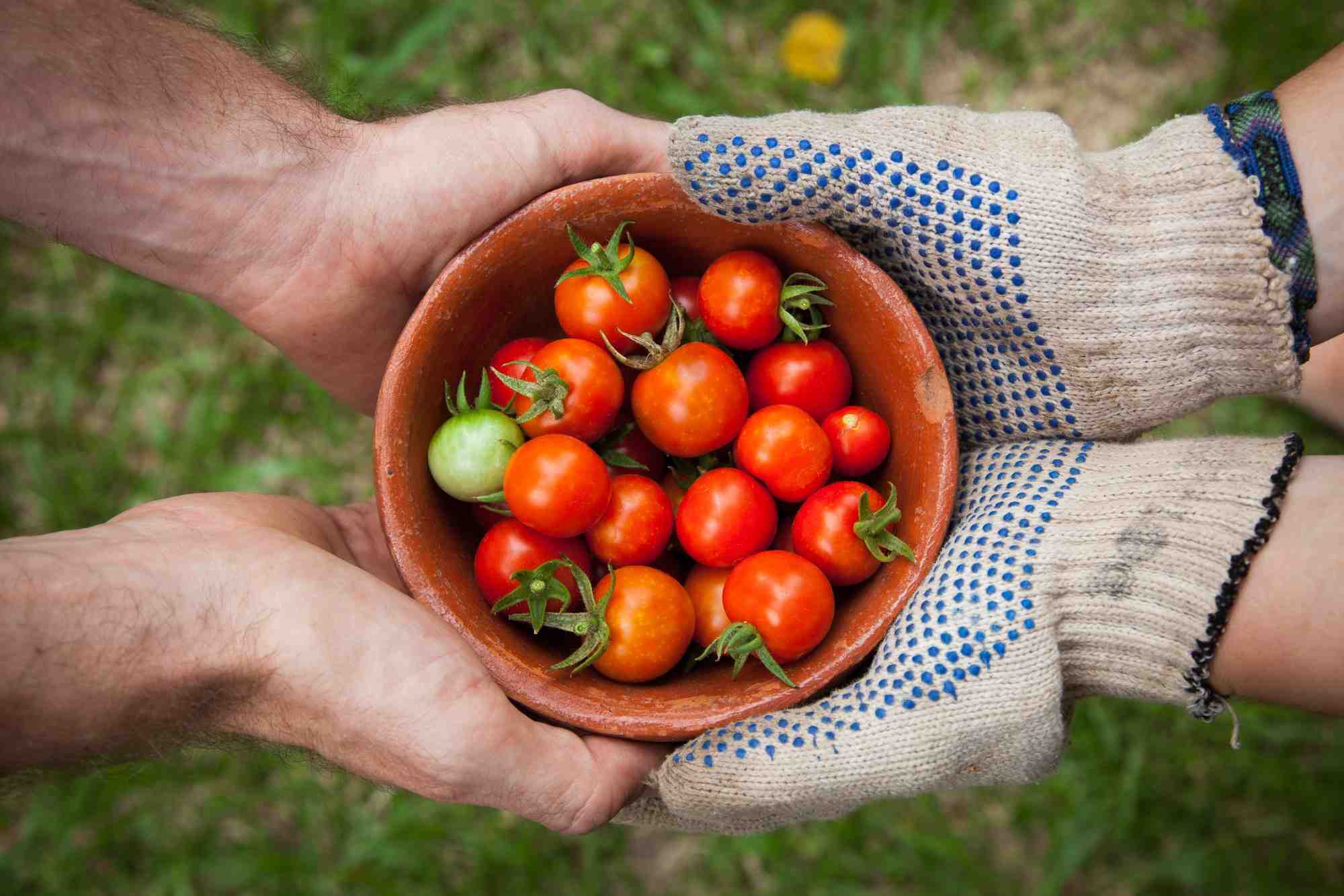 Illustration agriculture, tomates, transmission