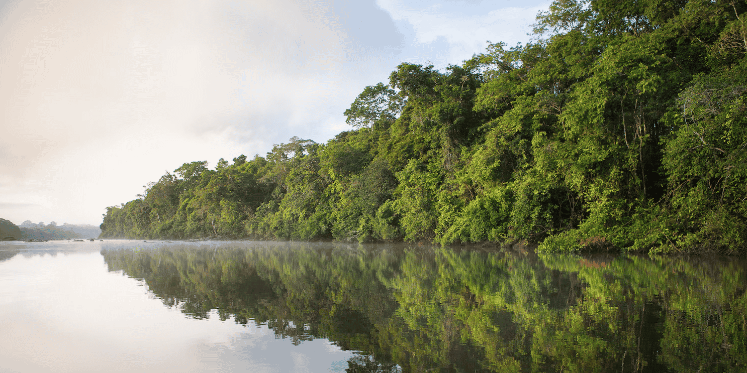 La plus grande forêt tropicale du monde joue un rôle vital contre le réchauffement climatique, via l'absorption des émissions de carbone.