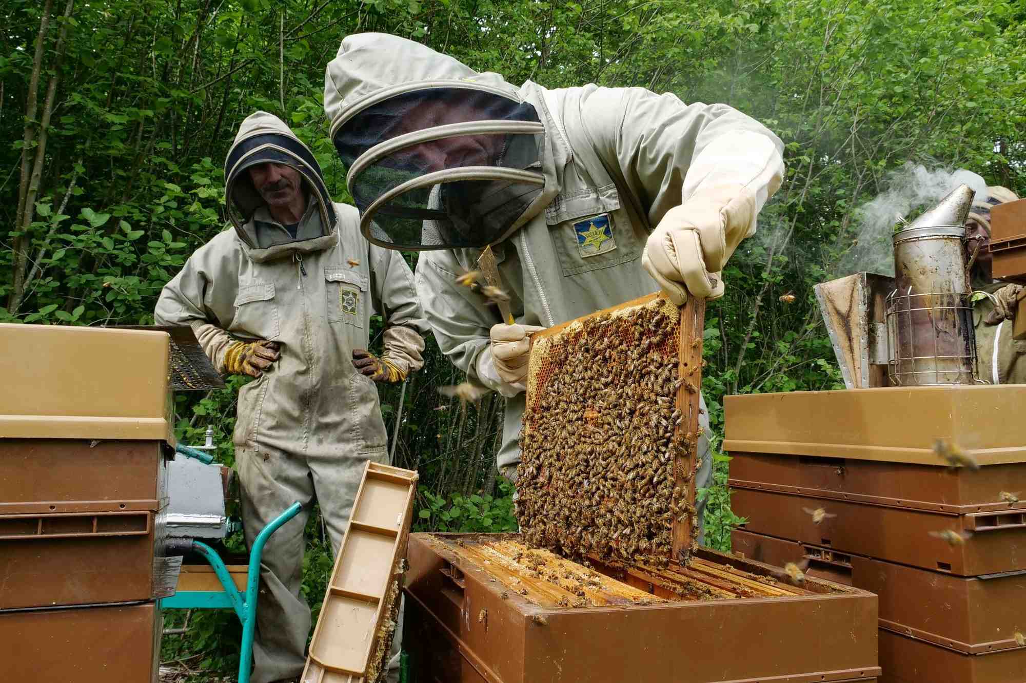 Le président du Syndicat National d'Apiculture (SNA), Frank Alétru, redoute « une situation économiquement catastrophique pour les apiculteurs ».