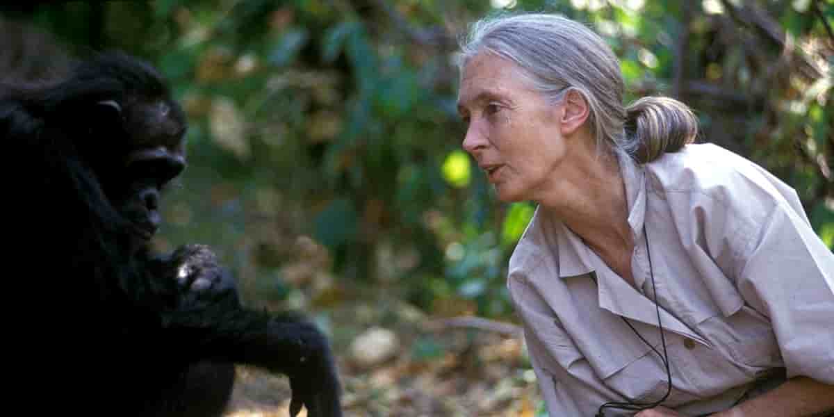 Jane Goodall en 2005 avec un chimpanzé dans le parc de Gombe Stream, en Tanzanie.
