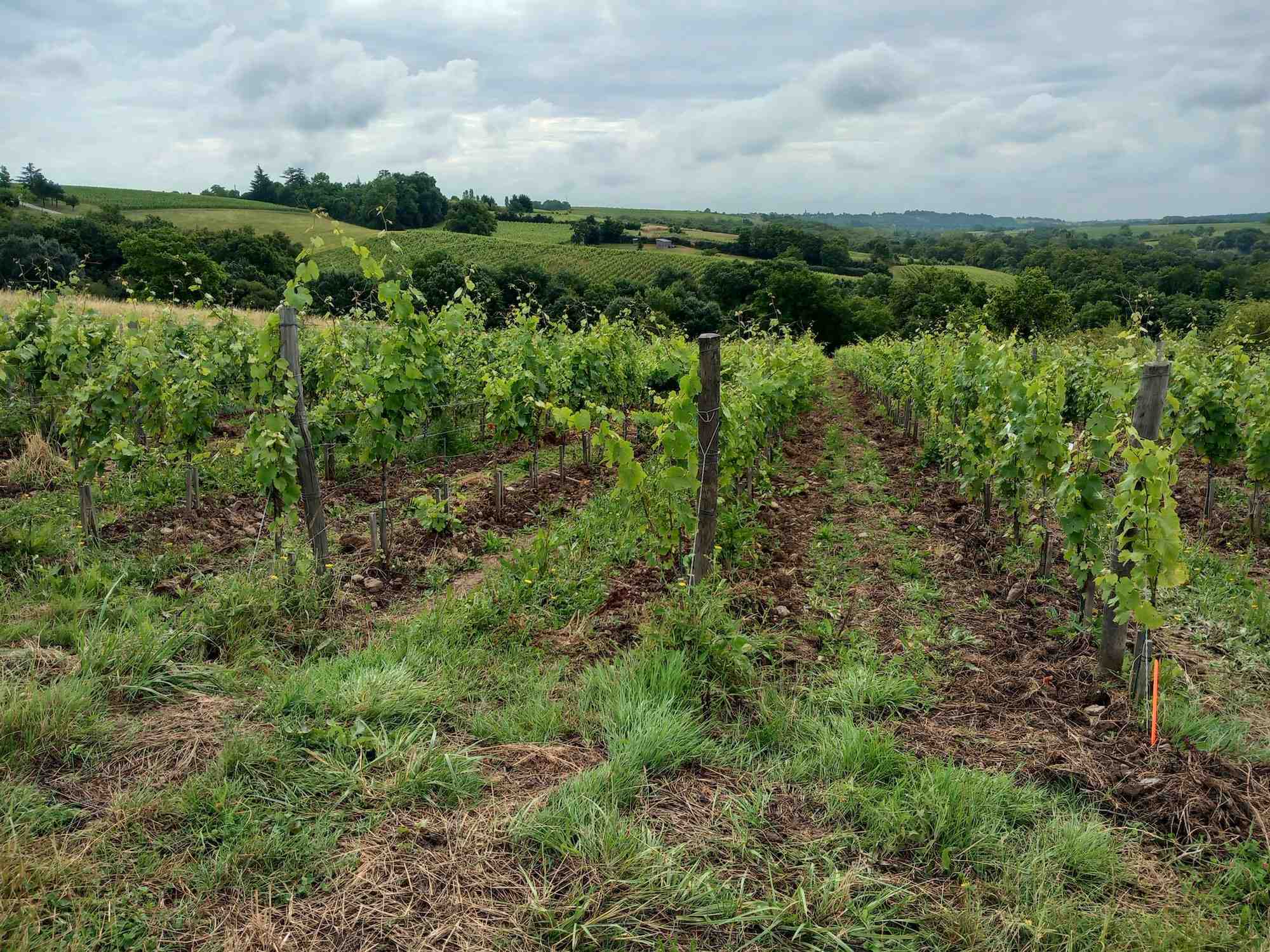 Dans le Val de Loire, 578 hectares sont concernés par le plan étatique d’arrachage.