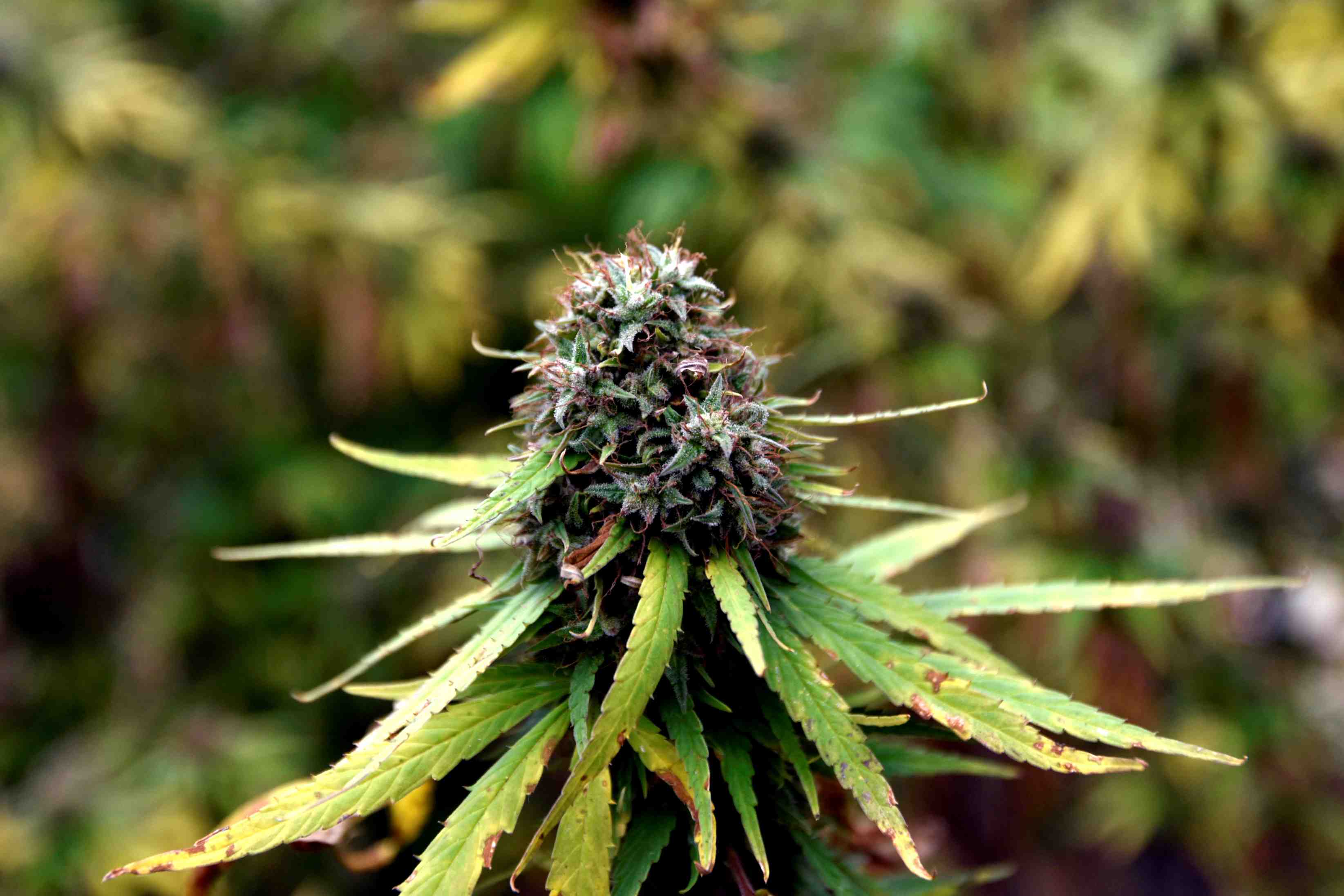 France: la cour de cassation casse un arret ayant juge la vente de cbd illegale