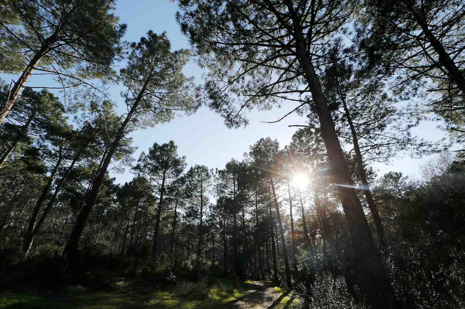 Forêt dans les Landes.