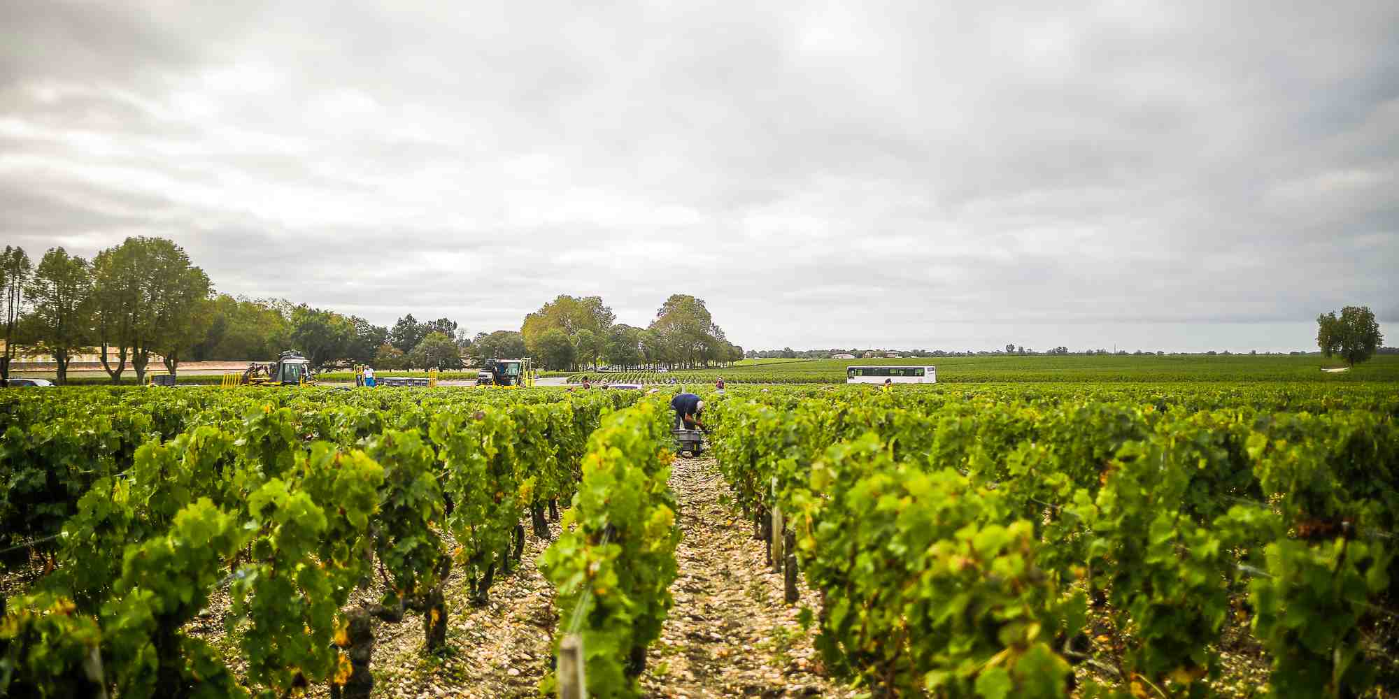Médoc vignes