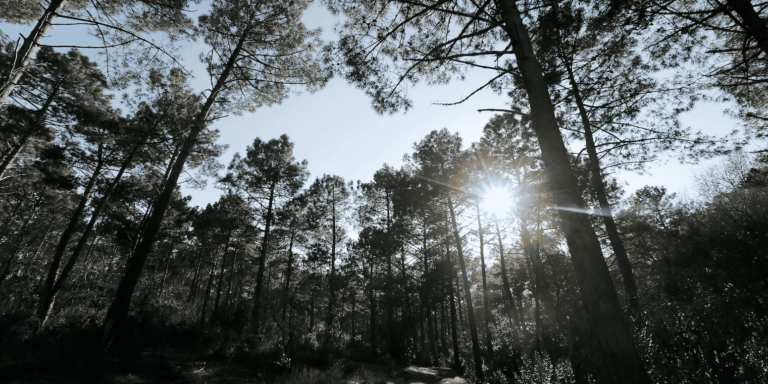 Forêt dans les Landes.