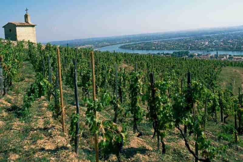 vignes