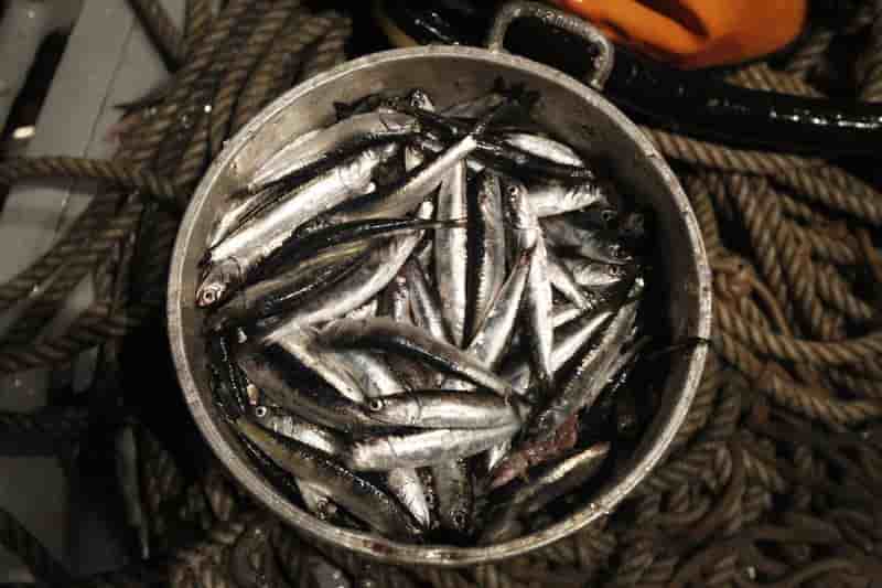 L'homme au même niveau que l'anchois dans la chaîne alimentaire